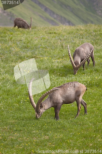 Image of Alpine Ibex Grazing