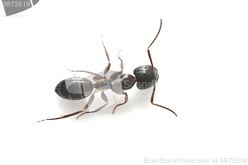 Image of Common Black Garden Ant