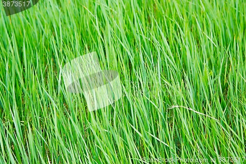 Image of Green Grass Field