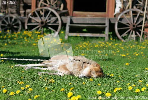 Image of Sleeping dog