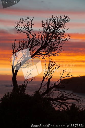 Image of Bare tree branches