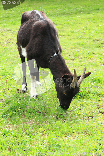 Image of black goat in the grass