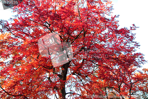 Image of autumn leaves background