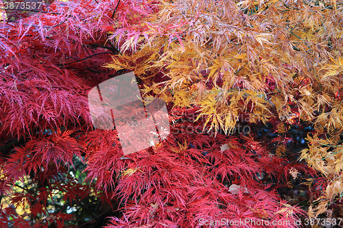 Image of autumn leaves background