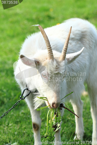 Image of white goat head