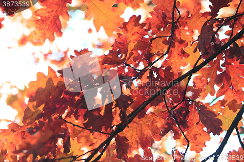 Image of autumn leaves background