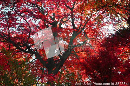 Image of autumn leaves background