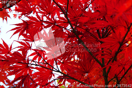Image of autumn leaves background