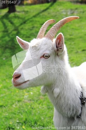 Image of white goat head