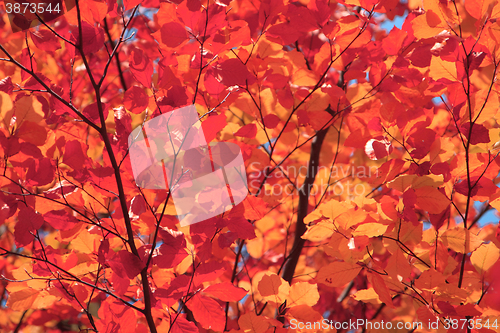 Image of autumn leaves background