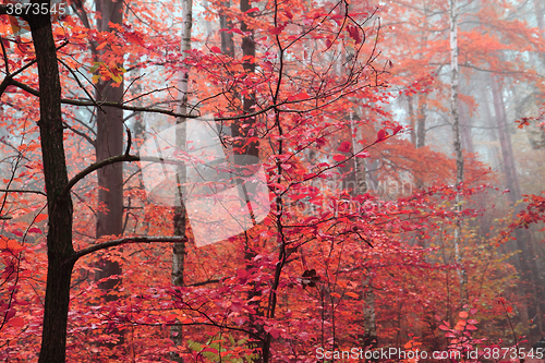 Image of color autumn forest 