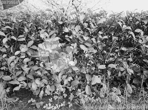 Image of Hedgerow shrubs barrier