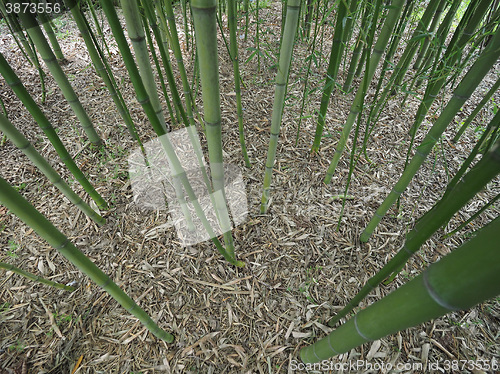 Image of Bamboo tree perspective