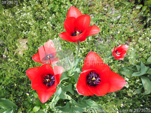 Image of Red Tulips flower