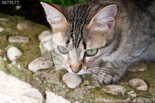 Image of Kitten, kitty