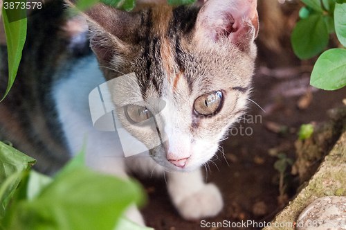 Image of Kitten, kitty