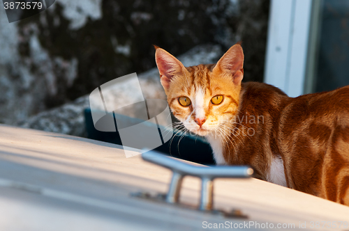 Image of Ginger cat