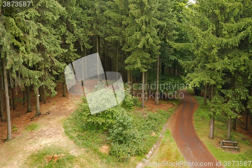 Image of Forest hiking path