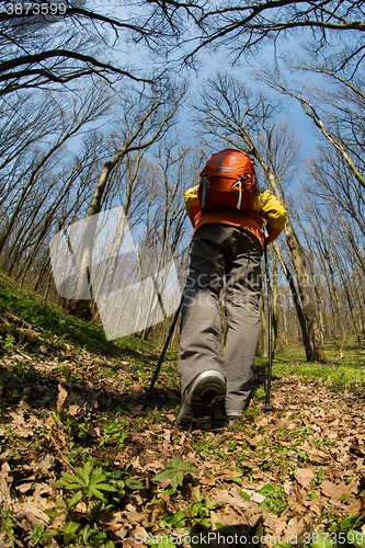 Image of Male hiker looking to the side walking in forest