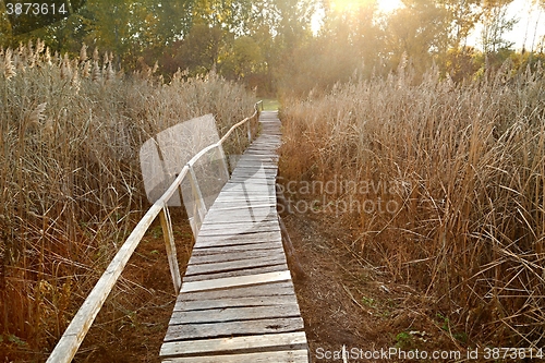 Image of Swamp walking path