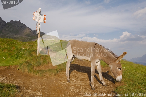 Image of Grazing Donkey i