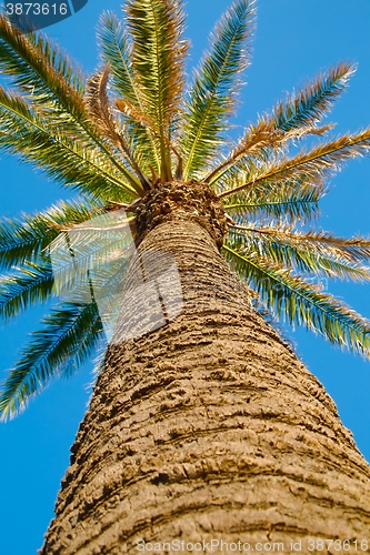 Image of Palm Tree Low Angle