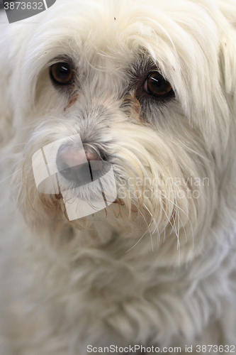 Image of white bichon dog 