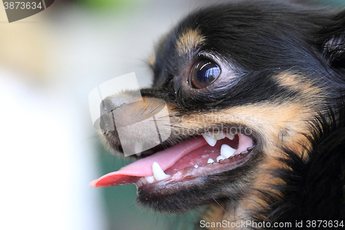 Image of black chihuahua head