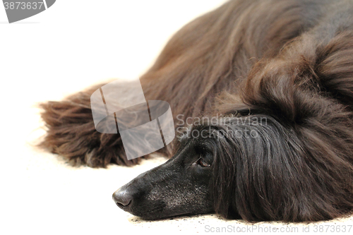 Image of Black collie dog