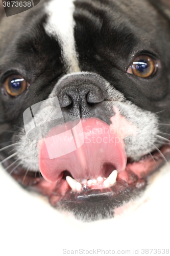 Image of black and white bulldog smile 