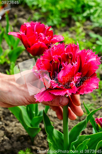 Image of caring for tulip