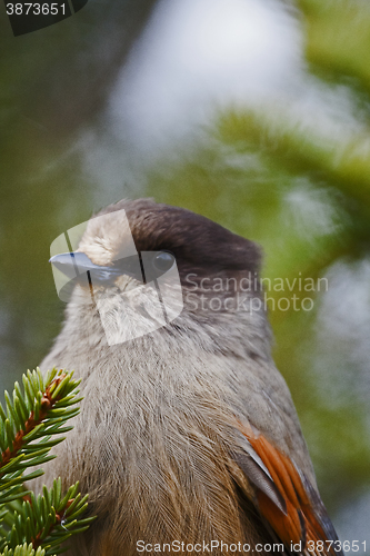 Image of siberian jay