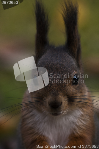 Image of close up of  squirrel