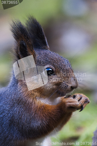 Image of squirrel profile