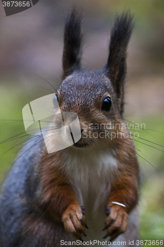 Image of red squirrel