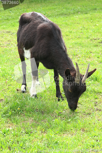 Image of black goat in the grass