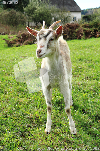 Image of white goat in the green grass\r\n