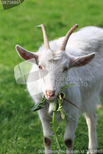 Image of white goat in the green grass\r\n