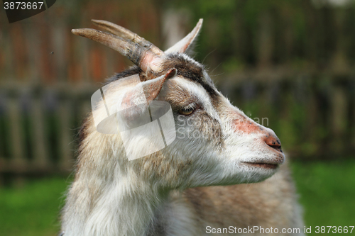 Image of white goat head