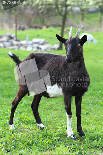 Image of black goat in the grass