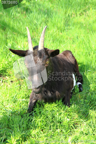 Image of black goat in the grass