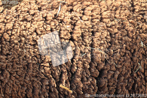 Image of wild sheep wool texture