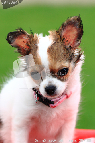 Image of chihuahua in the grass