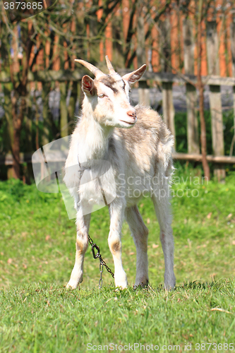 Image of white goat in the green grass\r\n