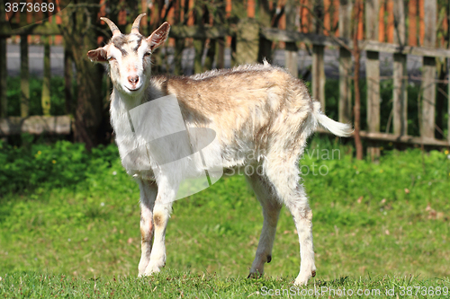 Image of white goat in the green grass\r\n