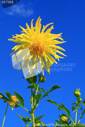 Image of Yellow dahlia