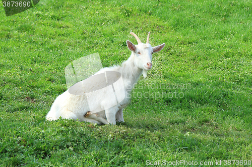 Image of white goat in the green grass\r\n