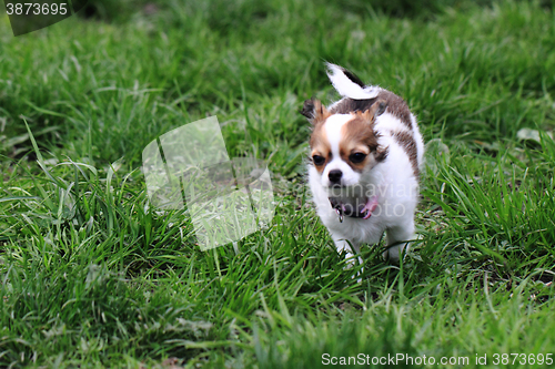 Image of chihuahua in the grass