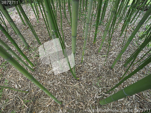 Image of Bamboo tree perspective