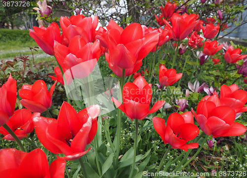 Image of Red Tulips flower